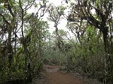 Galapagos 5-2-05 Santa Cruz Highlands Scalesia Forest The endemic scalesia forest is an eerie world of shifting mists at Los Gemelos.